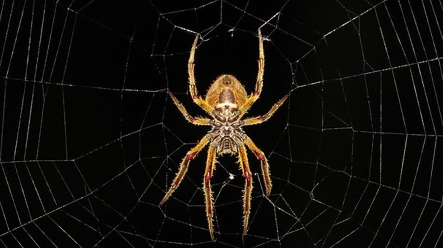 Arachnophobia Hypnosis Therapy – Keep Spiders Out of Your Hair
