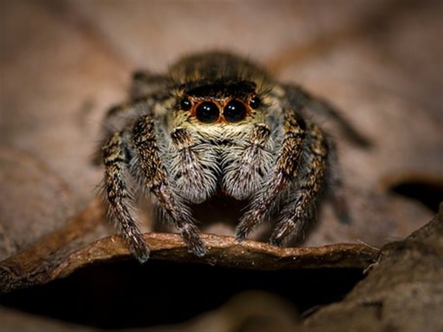 does hypnotherapy work for fear of spiders