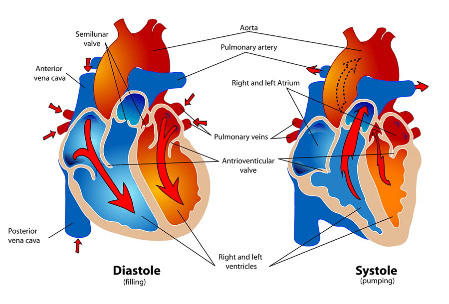 hypnotherapy blood flow through the heart